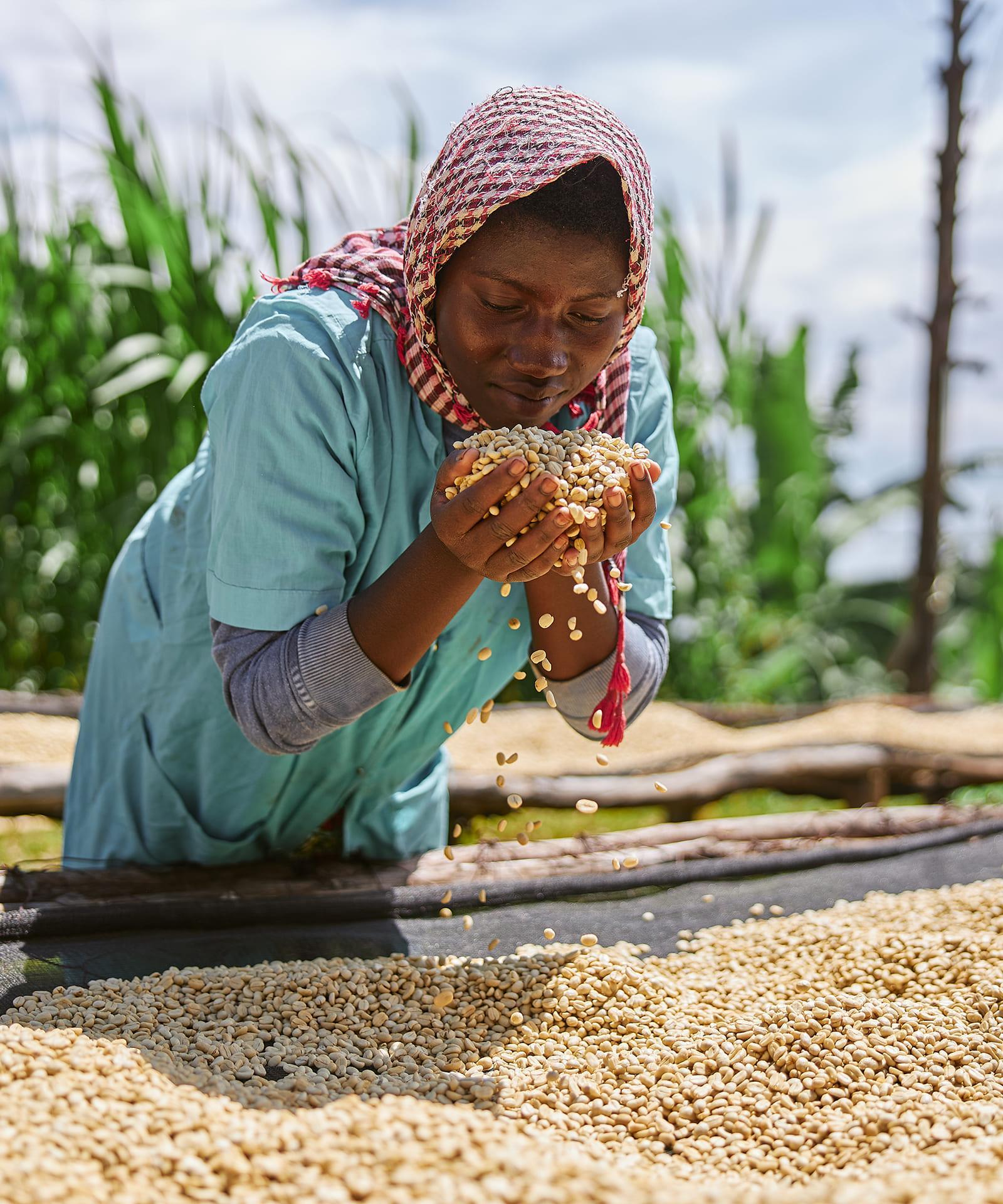 Person who inspects seeds during harvesting