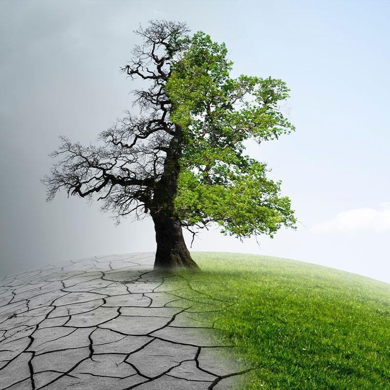 Image qui illustre un arbre dans un paysage désertique et un arbre parmi la verdure